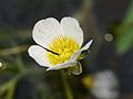 detail of the blossom, Photo by Kristian Peters