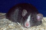 Jonge zwartkleurige rat met dumbo-oren en bles
