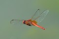 subadult male in flight