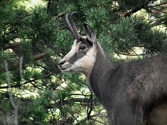 Chamois des Balkans dans la forêt du Fraktó.