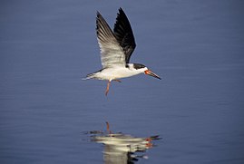 Водоріз американський (Rynchops niger)