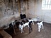 Sahel Goat Автор: Бухари Хабибу.jpg