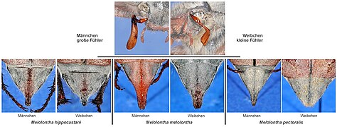 Rozlišení evropských chroustů rodu Melolontha vyskytujících se v Česku. Rozlišení samců (vlevo) a samic (vpravo) podle tykadel Dole: rozlišení druhů podle tvaru pygidia – zleva: chroust maďalový (Melolontha hippocastani), ch. obecný (M. melolontha), ch. opýřený (M. peectoralis)