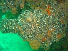 Striped anemones on a large Red-bait pod