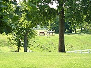 Horses grazing at Pleasant Hill, Kentucky