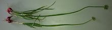Whole shallot plants consist of roots, bulbs, leaves, stalks, and flowers. Shallot whole plant.jpg