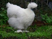 180px-Silky_bantam.jpg