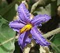 Miniatura para Solanum lycocarpum