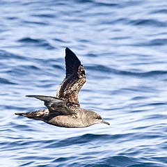 Sooty Shearwater.jpg