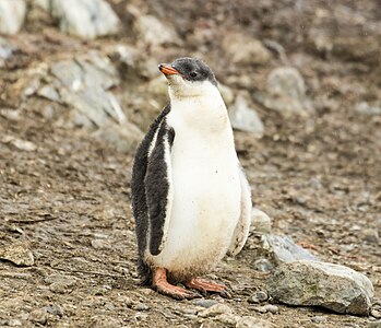 Hannah Point, Livingston Island, South Shetland Islands