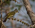 Striated bulbul