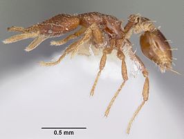 Strumigenys anchiplex