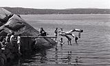 Swimming and diving from the rocks in Hvervenbukta 1975