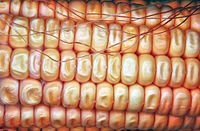 Benefits Of Genetically Modified Sweet Corn