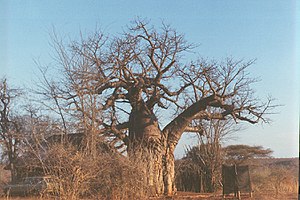 A baobab tree in Gonarezhou national park, which is found in the district
