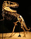 Khủng long Tarbosaurus