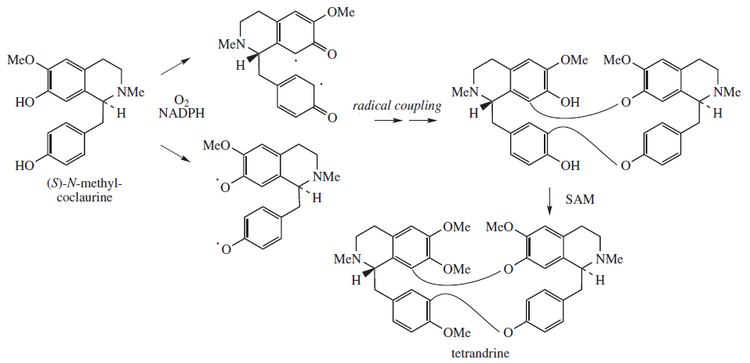 Тетрандрин предложил biosynthesis.png