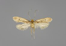 Tinea pellionella E-MK-17524a.jpg