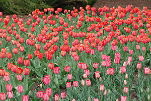 A bed of tulips during the Ottawa Tulip Festiv...