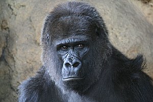 Gorilla at Ueno Zoo in Tokyo