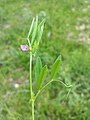 Vicia bithynica.