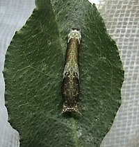De rups van Papilio polytes lijkt de eerste tijd op een vogelpoepje, maar wordt later groen.