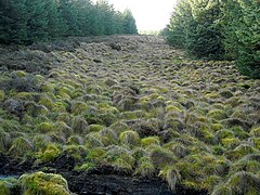 Moss and grass hummocks