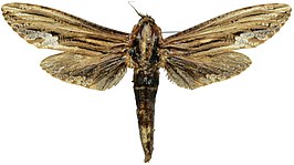 Duomitus ceramica