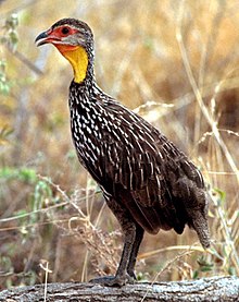 Gulstrupefrankolin, Francolinus leucoscepus Foto: Gary M. Stolz