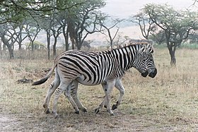 Zebra-de-chapman
