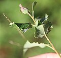 zusammengesponnenes Schwarzpappelblatt mit Raupe darin, 2. Septemberhälfte