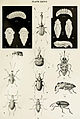 Curculionidae