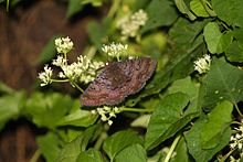 A moths sp. taken by Sanath Bandara Herath-2.jpg