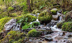 Dans un dédale de rochers et de sous-bois, au milieu des fougères et des mousses, un ruisseau dévale en cascades une pente vive.