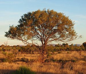 Acacia aneura desire.jpg