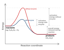 Example of an enzyme-catalysed exothermic reaction Activation2 updated.svg