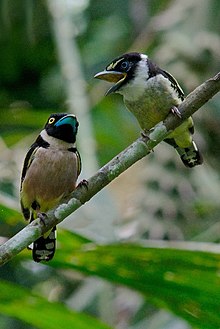 Two black-and-yellow broadbill on the branch of tree