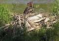 Some rodents, like this [[North American beaver