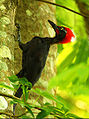 Andaman woodpecker