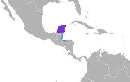 Yucatánnachtzwaluw