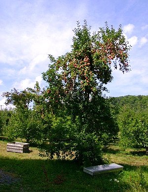 English: An apple tree loaded with apples in i...