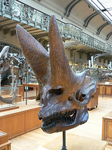 Arsinoitherium zitteli skull