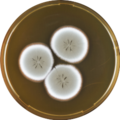 Aspergillus flavipes growing on MEAOX plate