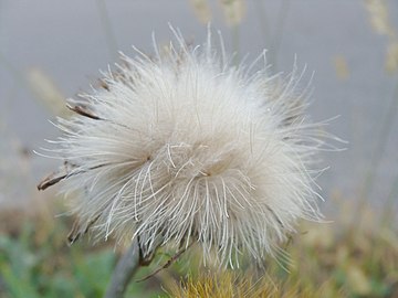 痩果の先端に綿毛（冠毛）がついており、風で遠くまで飛ぶ