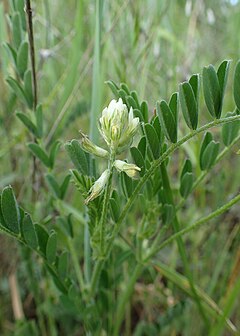 Description de l'image Astragalus hamosus kz03.jpg.