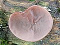 Auricularia auricula-judae, "orelha de judas"