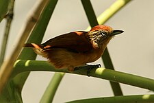 Female T. d. tobagensis, Tobago
