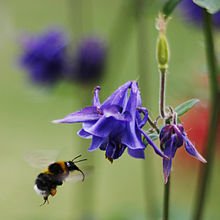 A bumblebee pollinating a flower, one example of an ecosystem service Bee pollinating Aquilegia vulgaris.JPG