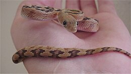 Sivatagi gabonasikló (Bogertophis subocularis)