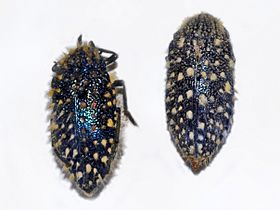 Julodis viridipes